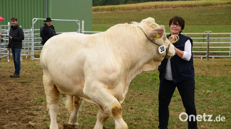 Impressionen von der Bayerischen Landestierschau des Fleischrinderverbands Bayern in Moosbach. Bild: bey