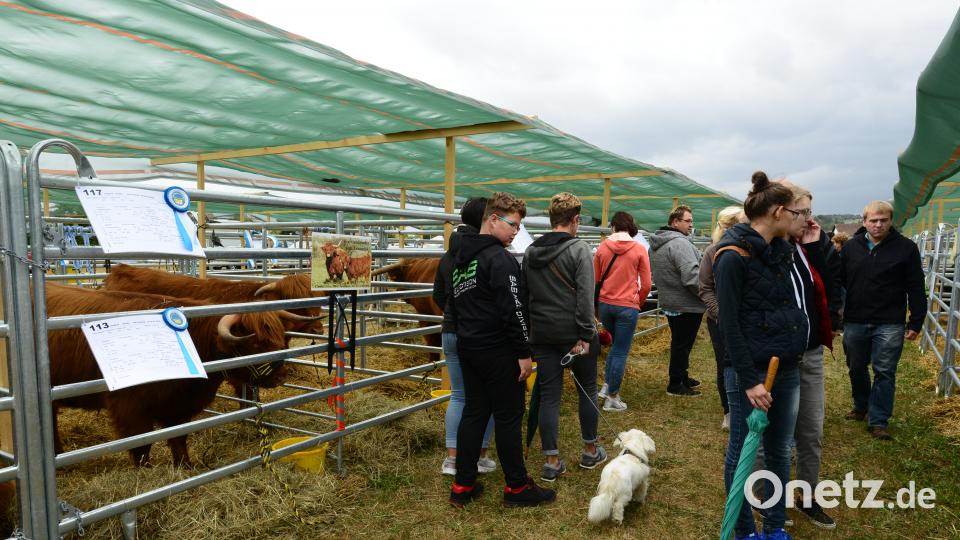 Impressionen von der Bayerischen Landestierschau des Fleischrinderverbands Bayern in Moosbach. Bild: bey