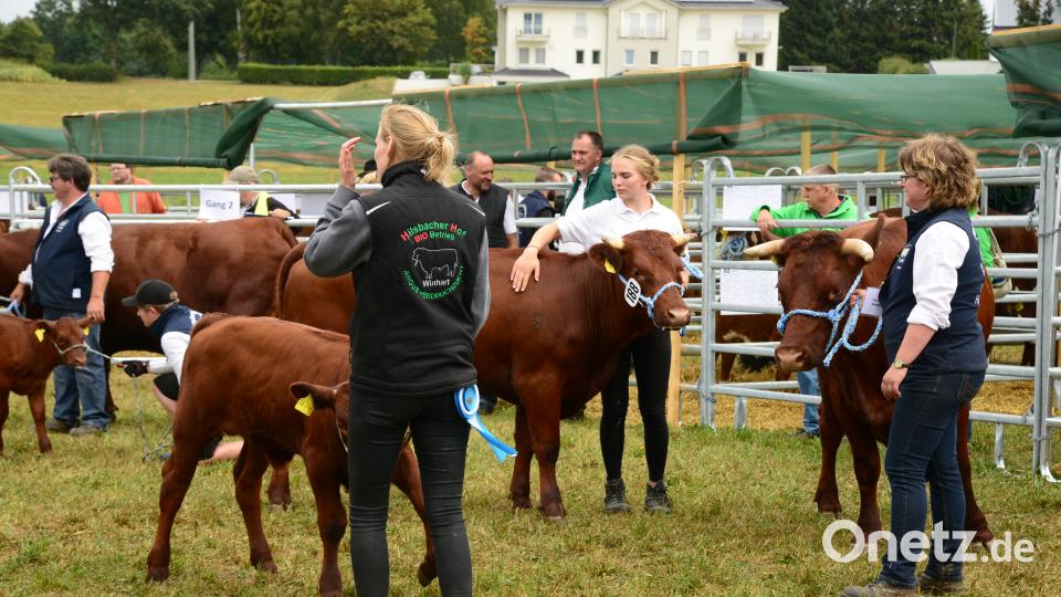 Impressionen von der Bayerischen Landestierschau des Fleischrinderverbands Bayern in Moosbach. Bild: bey