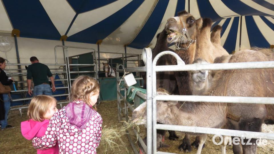 Zirkus Henry gastiert in Tirschenreuth. Bild: ubb