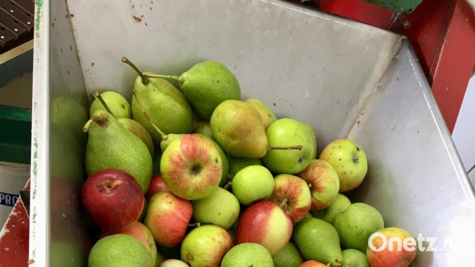 Über einen Trichter purzeln die Äpfel und Birnen in einen Schredder. Bild: gri