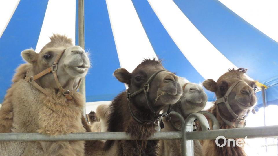 Zirkus Henry gastiert in Tirschenreuth. Bild: ubb