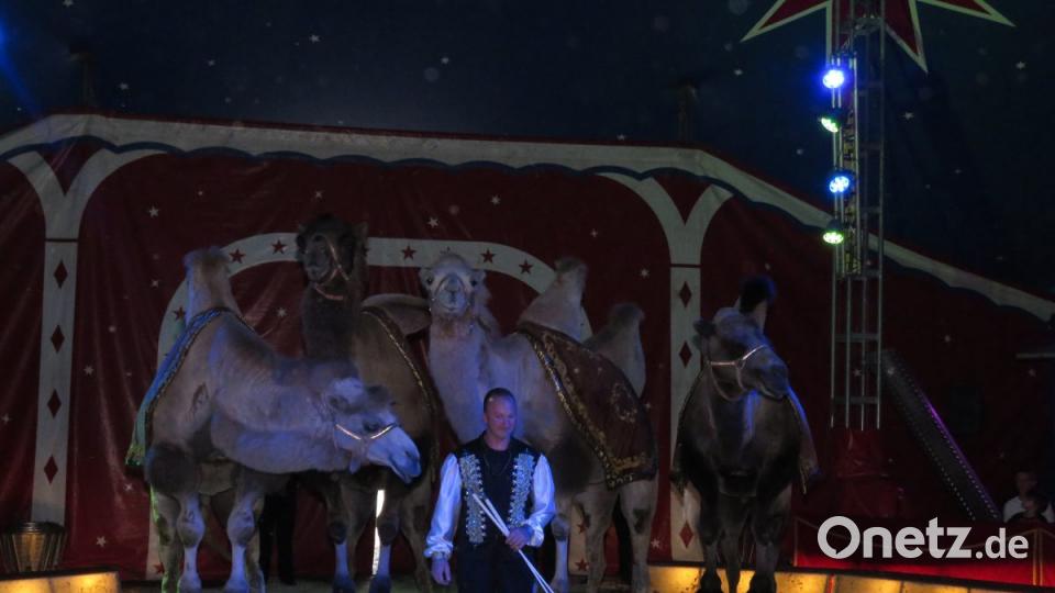 Zirkus Henry gastiert in Tirschenreuth Bild: ubb