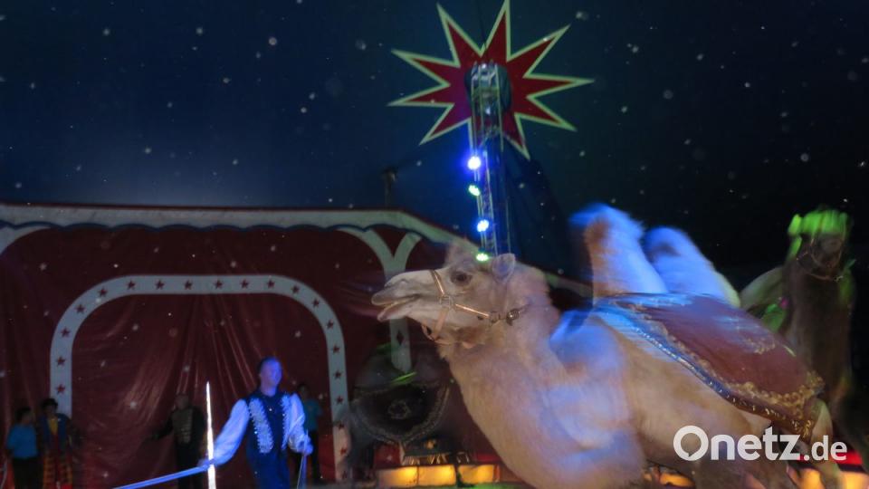 Zirkus Henry gastiert in Tirschenreuth. Bild: ubb