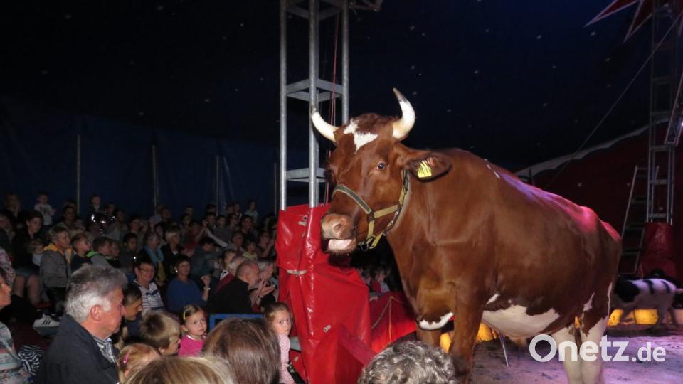 Zirkus Henry gastiert in Tirschenreuth Bild: ubb