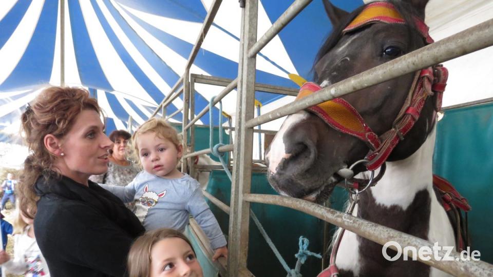 Zirkus Henry gastiert in Tirschenreuth. Bild: ubb
