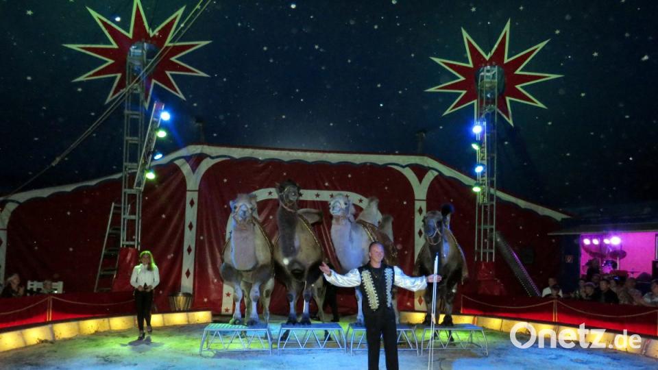 Zirkus Henry gastiert in Tirschenreuth. Bild: ubb
