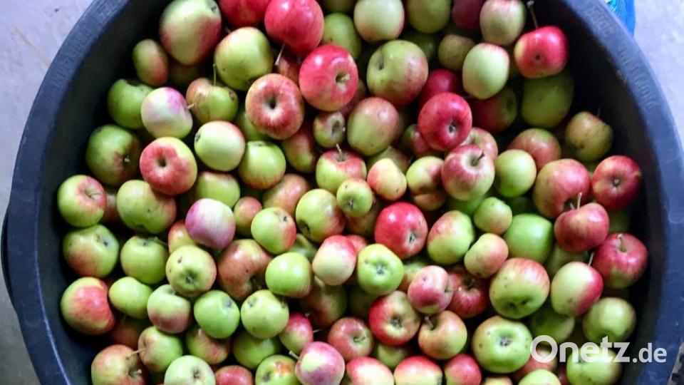 Obsternte 2018: Klein, aber fein sind die Äpfel von heuer. Bild: gri