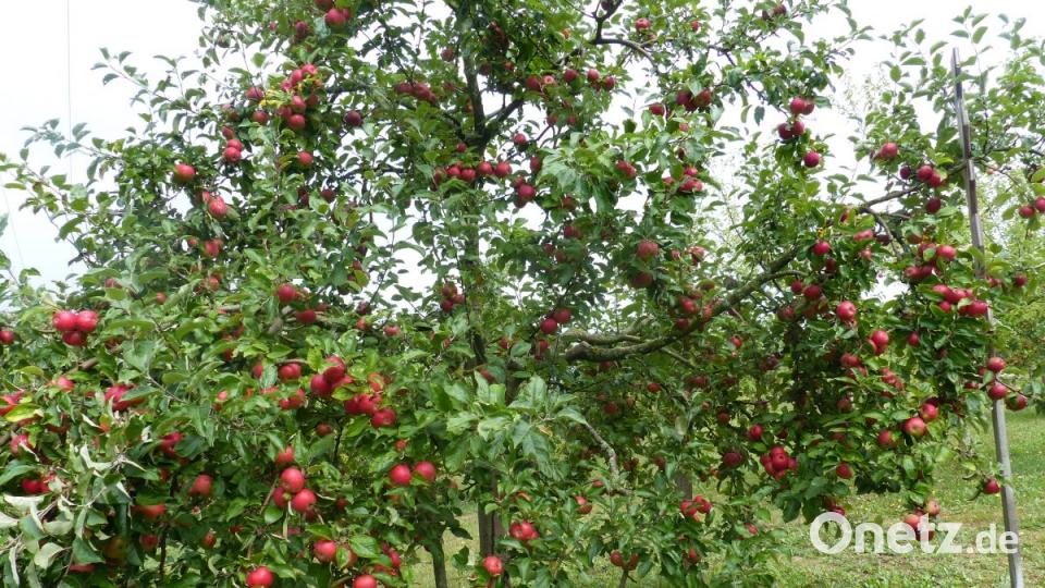 3000 Besucher erlebten natürliche Kost in fester und flüssiger Art Bild: sl