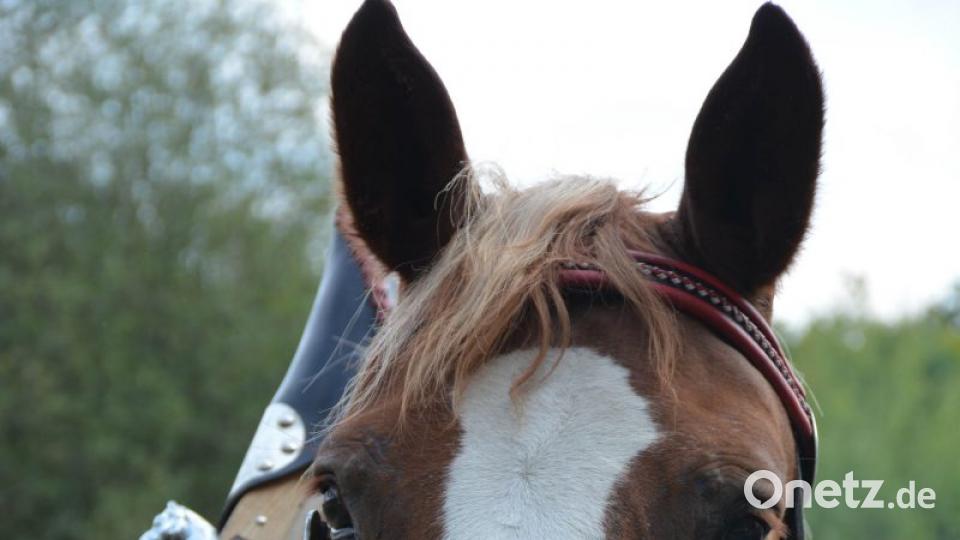 Kummetanspannung Bild: Freya Stöckl