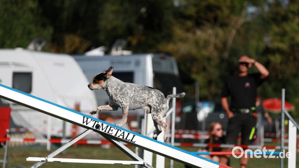 Durch Reifen oder über Stangen springen, Rampen bewältigen, Slalom laufen - die Hunde absolvieren den Parcours mit Bravour. Bild: idu