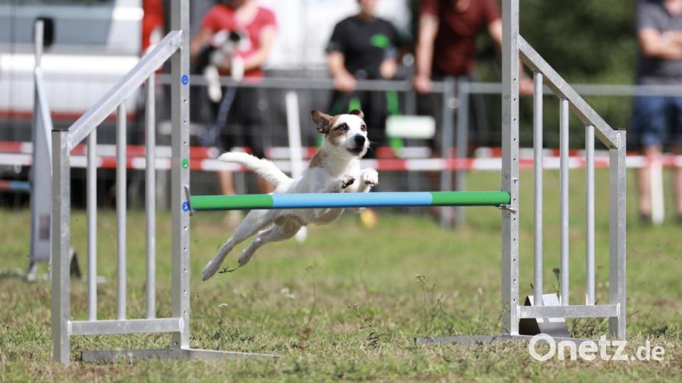 Durch Reifen oder über Stangen springen, Rampen bewältigen, Slalom laufen - die Hunde absolvieren den Parcours mit Bravour. Bild: idu