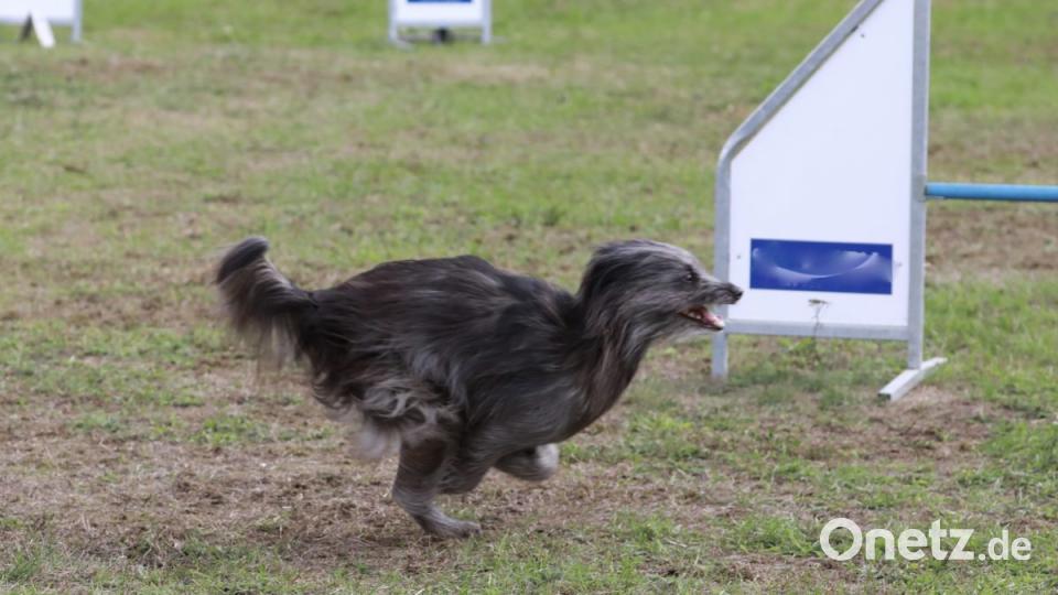 Durch Reifen oder über Stangen springen, Rampen bewältigen, Slalom laufen - die Hunde absolvieren den Parcours mit Bravour. Bild: idu