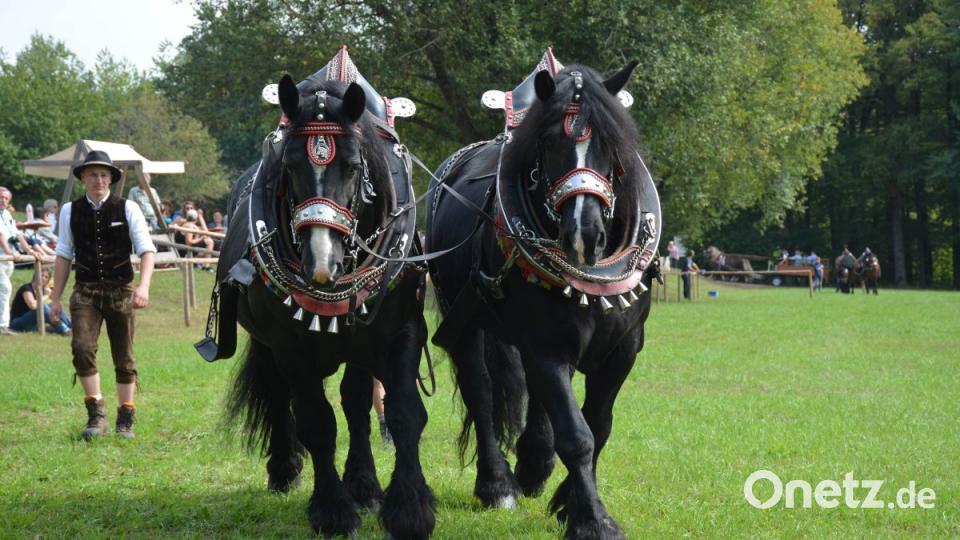 Percheron Bild: Freya Stöckl