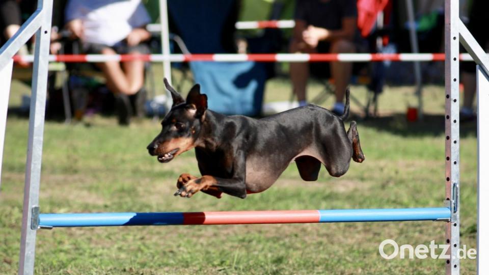 Durch Reifen oder über Stangen springen, Rampen bewältigen, Slalom laufen - die Hunde absolvieren den Parcours mit Bravour. Bild: idu