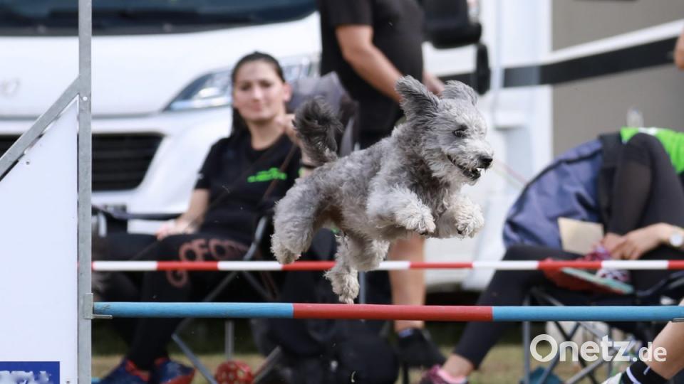 Durch Reifen oder über Stangen springen, Rampen bewältigen, Slalom laufen - die Hunde absolvieren den Parcours mit Bravour. Bild: idu