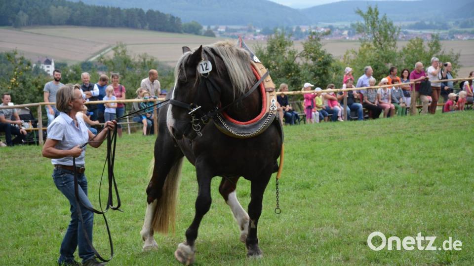 Ross und Reiter hinterließen bei den Besuchern eindrucksvolle Momente Bild: Freya Stöckl