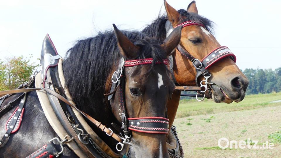 "Kuba" und "Sternchen". Bild: Ilse Hauer