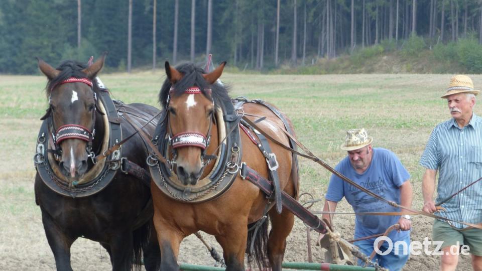 Die Kaltblüter "Kuba" und "Sternchen" ziehen den Pflug. Joe Stangl und Theo Summer gehen hinterher. Bild: Ilse Hauer