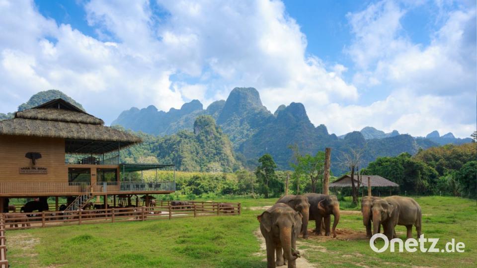 Ein Erlebnis der besonderen Art ist ein Ausflug zu "Elephant Hills" am Fuße des Khao Sok Nationalparks. Das Dschungelcamp ist von Phuket, Krabi oder Kao Lak in wenigen Stunden zu erreichen. Bild: Elephant Hill