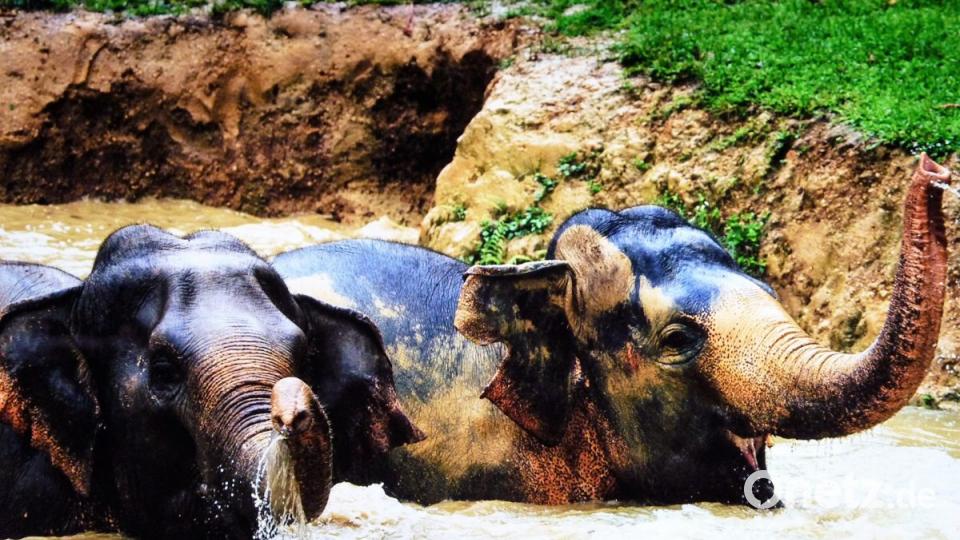 Den Blick auf die Situation des asiatischen Elefanten lenken will das Tourismus-Projekt "Elephant Hills". Die ist dramatisch schlecht. Bild: bz