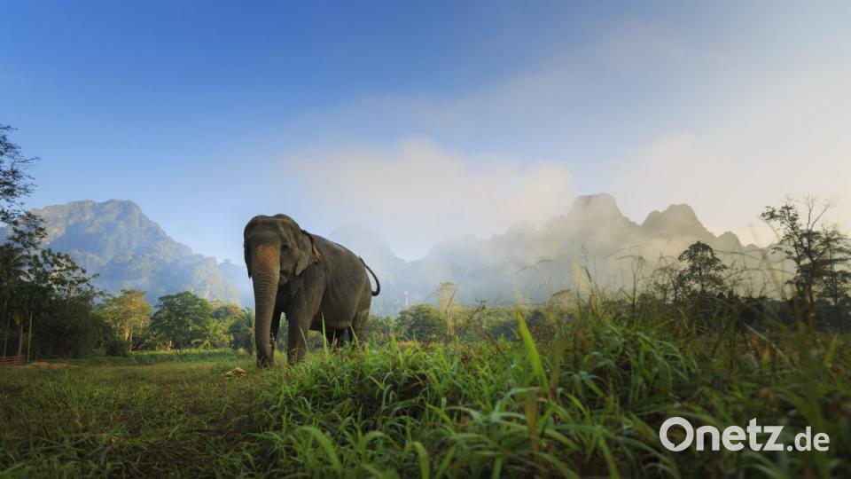 Rund 200 Kilogramm Nahrung benötigt so ein Elefant jeden Tag. Bild: Elephant Hill