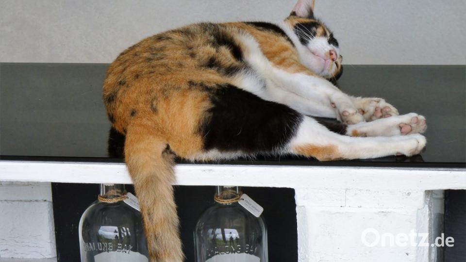 Katze auf dem heißen Rum-Dach. Bild: bz
