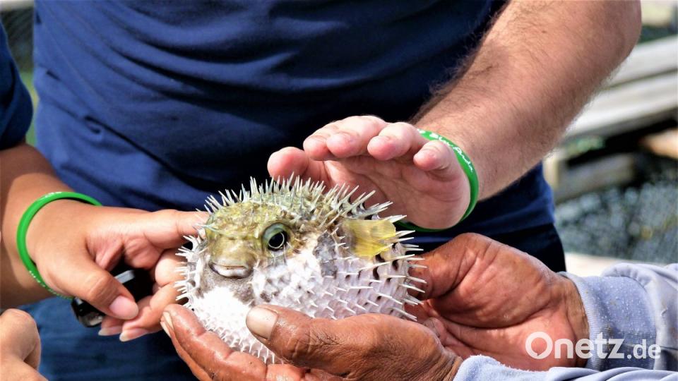 Ganz schön aufgeblasen der kleine Kerl. Gleich darf er wieder ins Wasser. Bild: bz
