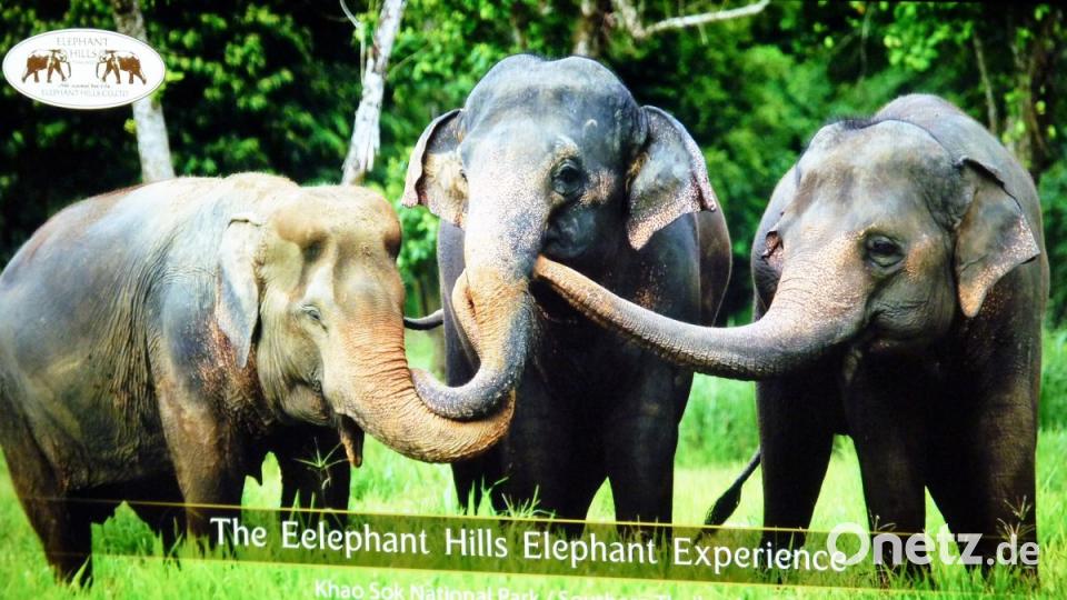 Zwölf Elefantenkühe sind derzeit im &quot;Elephant Hills&quot; in natürlicher Umgebung zu sehen. Bild: bz