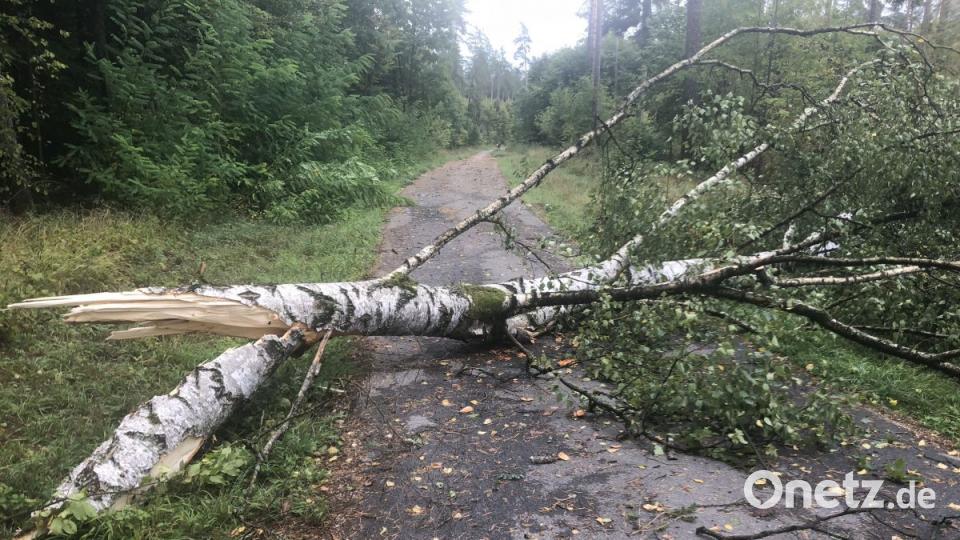 Diese mächtige Birkestürzt auf eine Straße nahe des Trimm-Pfades in der Wagensaß bei Sulzbach-Rosenberg. Bild: ge