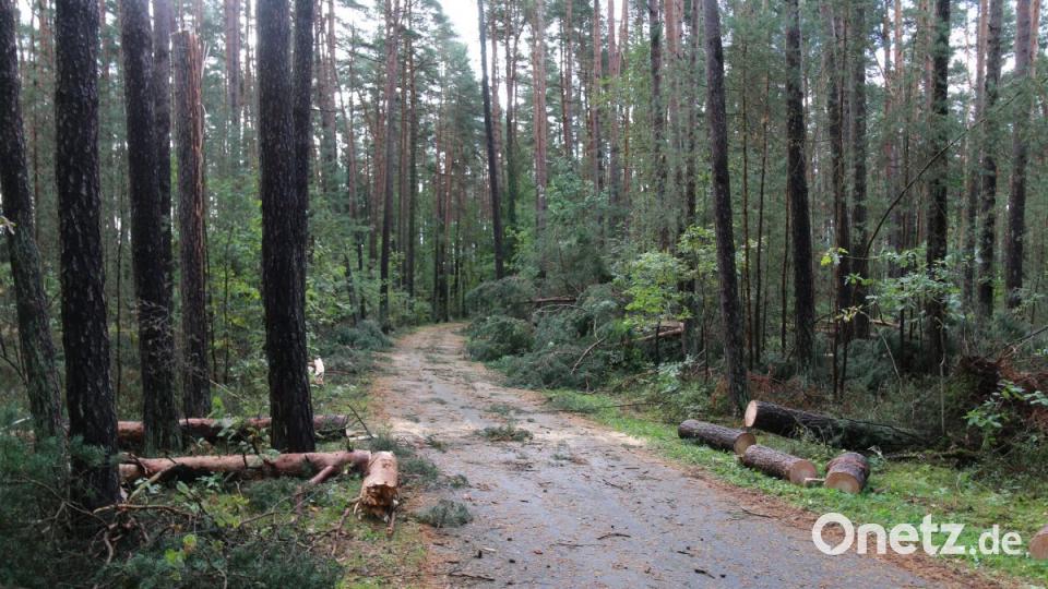 Sturmschäden Grafenwöhr Bild: sne