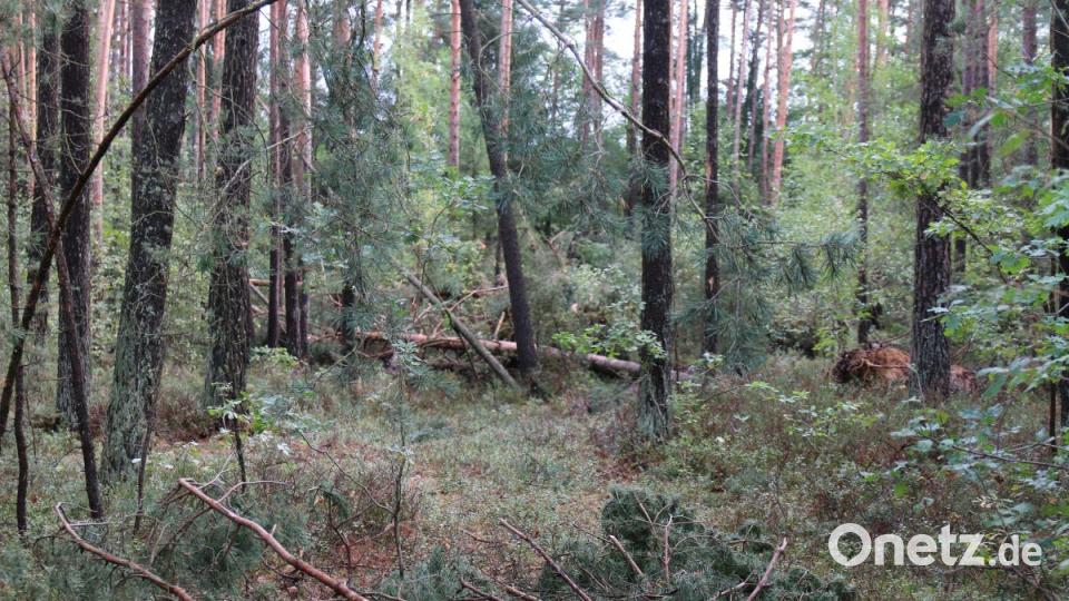Sturmschäden Grafenwöhr Bild: sne
