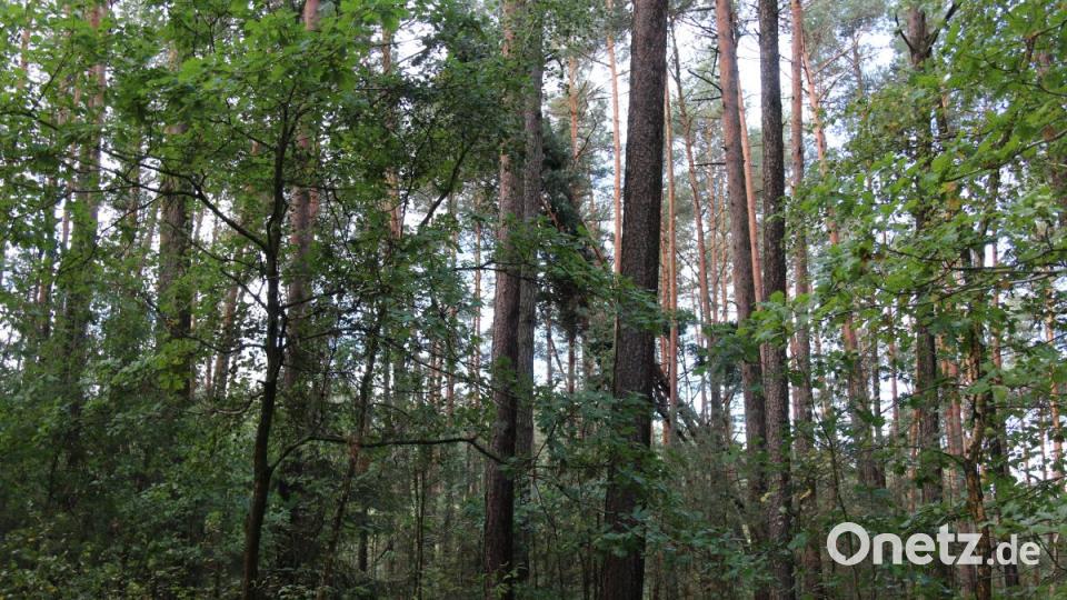 Sturmschäden Grafenwöhr Bild: sne