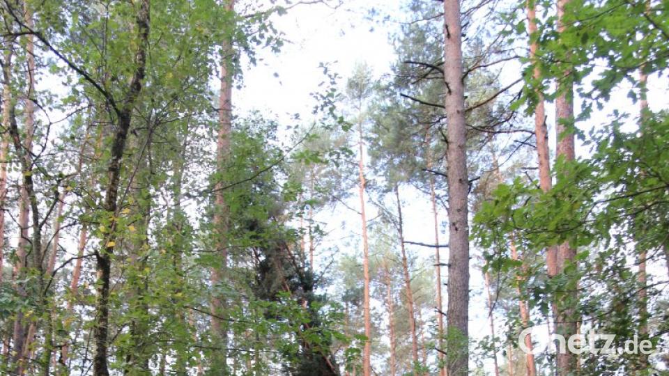 Sturmschäden Grafenwöhr Bild: sne