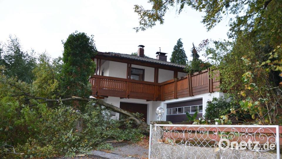 Reihenweise fallen die Bäume am Sonntagabend. Bild: ü