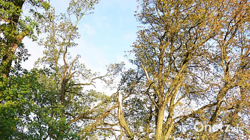 Sturmschäden im Bereich der Marktgemeinde Kirchenthumbach. Bild: ü