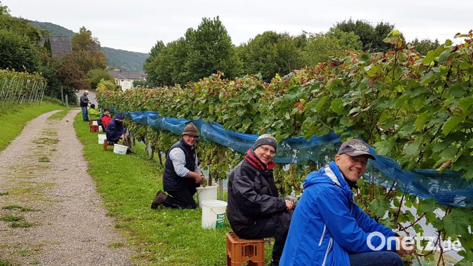 Bei der Lese am Museumsweinberg helfen die Mitglieder des Fördervereins zusammen. Bild: Eber