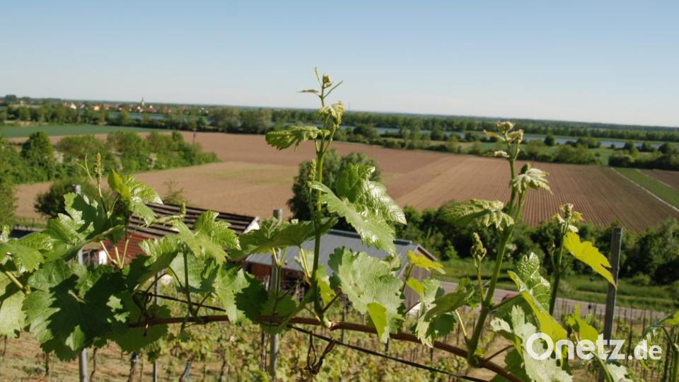 Wenn der Wein blüht an der Donau. Am Steilhang in Bach hat man eine herrliche Fernsicht. Bild: Portner