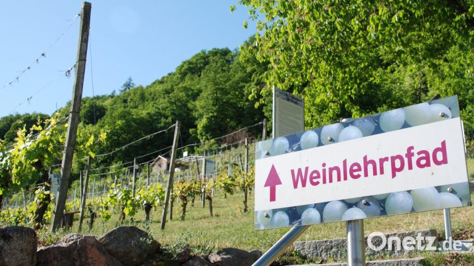 Direkt gegenüber des Baierwein-Museums beginnt der Weinlehrpfad mit etlichen alten Rebsorten am Steilhang. Bild: Portner