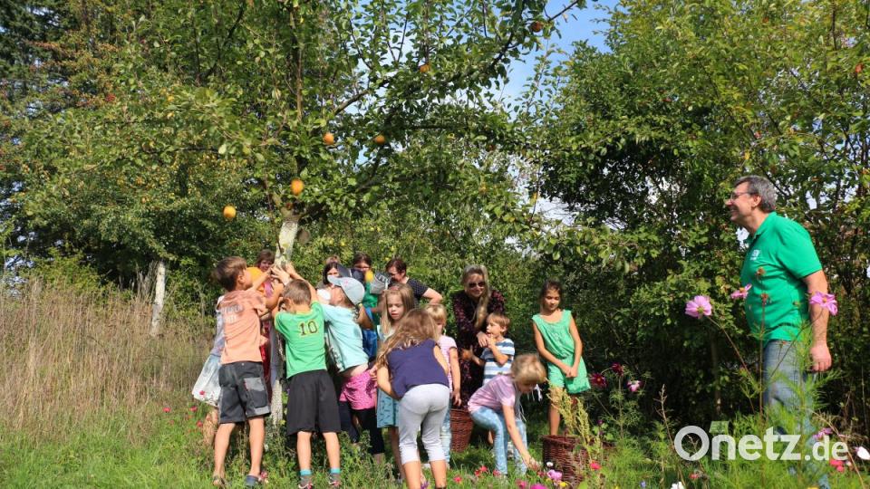 Mit vereinten Kräften schütteln die Kinder die Äpfel von den Bäumen herab. Vorsitzender Josef Häckl (rechts) schaut ihenen interessiert dabei zu. Bild: rpp