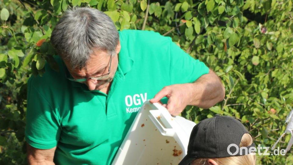 Das zerkleinterte Obst kommt in ein Stofftuch. Bild: rpp