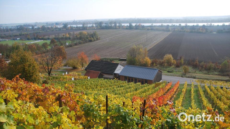 Der Weinberg mit dem Museumsgebäude im Herbst; im Hintergrund die Donau. Bild: Eber