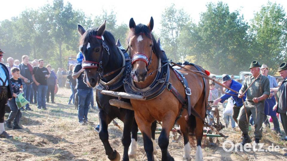 Das Pferdegespann bei der Kartoffelernte. Bild: enz