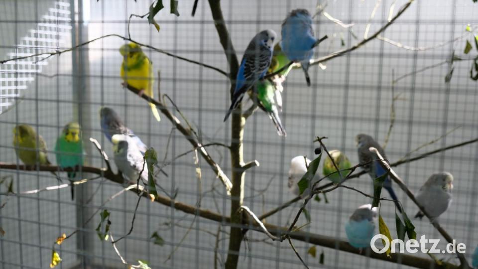 Vogelschau des Kleintierzuchtvereins Eschenbach. Bild: do