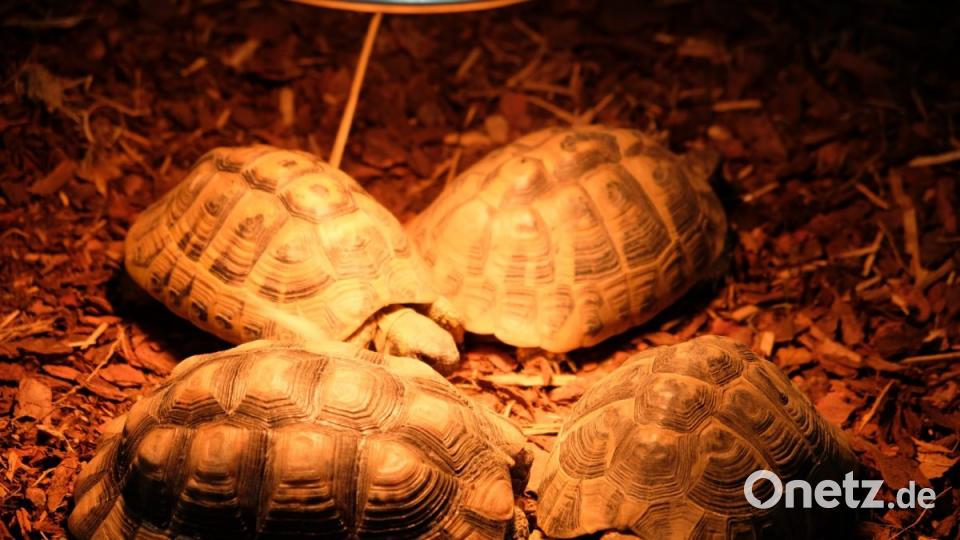 Im Gegensatz zum zwitschernden Vogelvolk ist bei den Schildkröten Ruhe angesagt. Bild: do