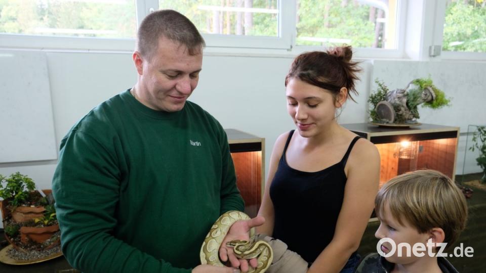 Von staunenden Kindern und Erwachsenen bekommt die Königspython teilweise sogar Streicheleinheiten. Bild: do