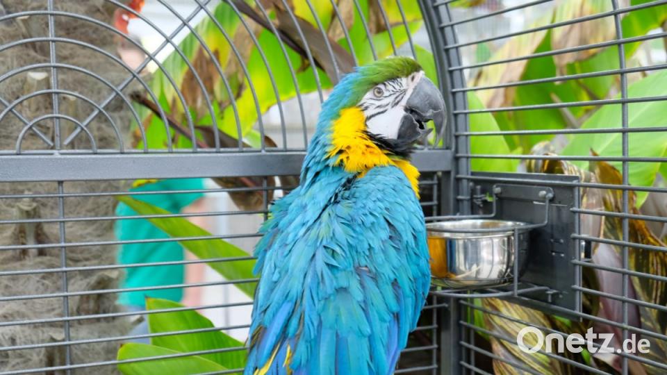 Der Gang durch die einem botanischen Garten ähnelnde Halle entpuppt sich als Reise durch die bunte Welt der Vögel. Bild: do