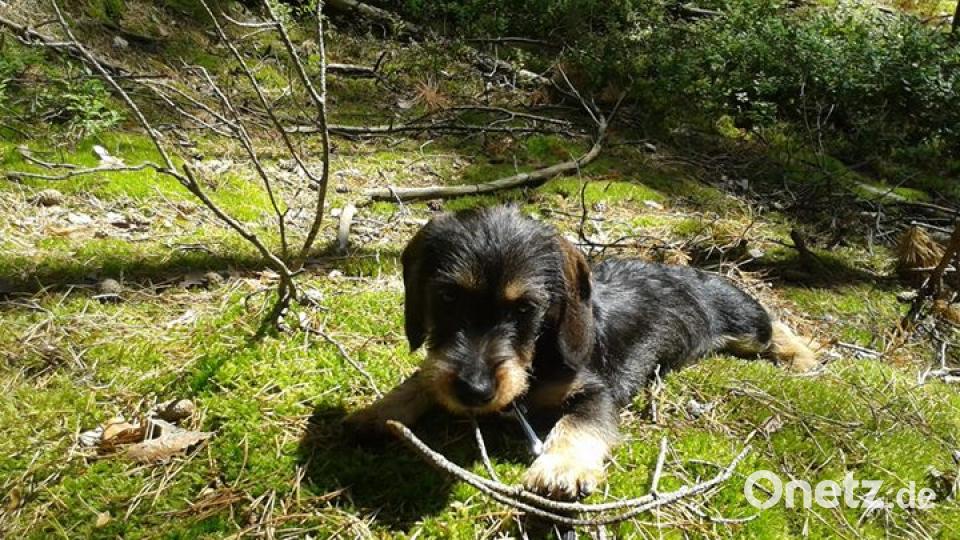 Zum Welthundetag zeigen unsere Nutzer Bilder Ihrer Vierbeiner. Bild: Martin Fröhlich