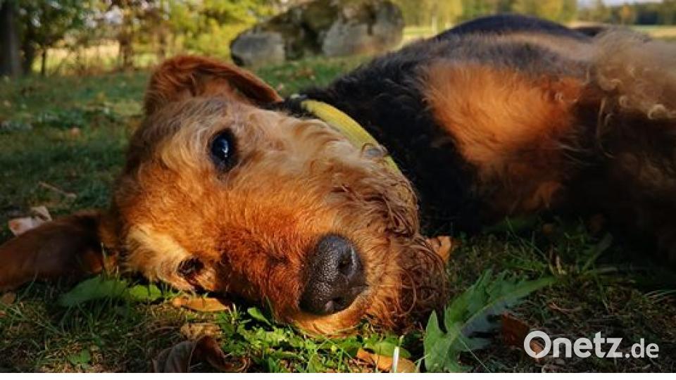 Am 10. Oktober war Welthundetag. Das sind eure Lieblinge. Bild: Sandra Spanl