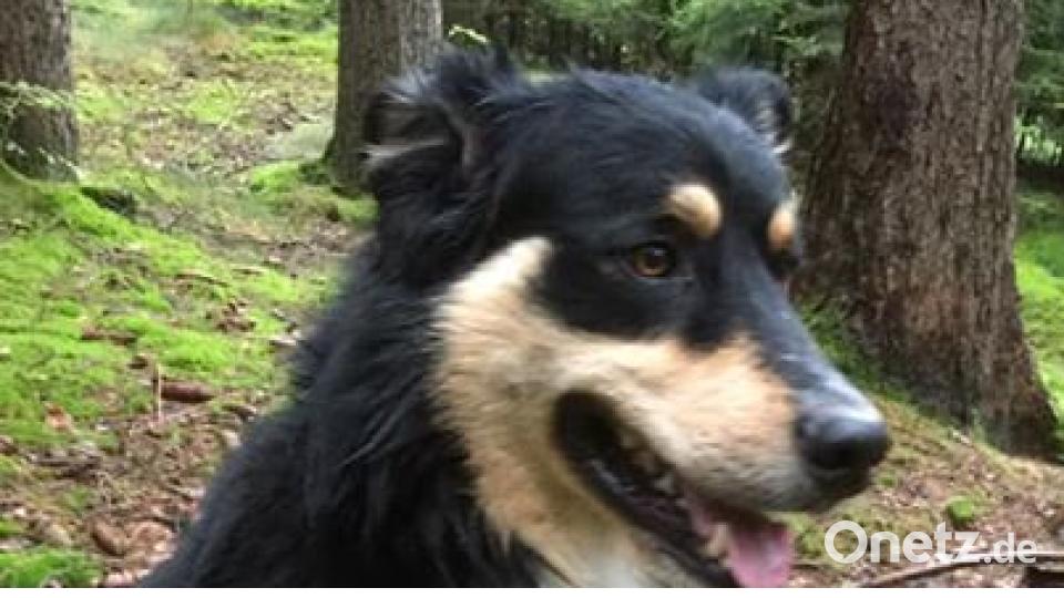 Zum Welthundetag zeigen die Nutzer von onetz.de Bilder ihrer Vierbeiner. Bild: Nico Haller